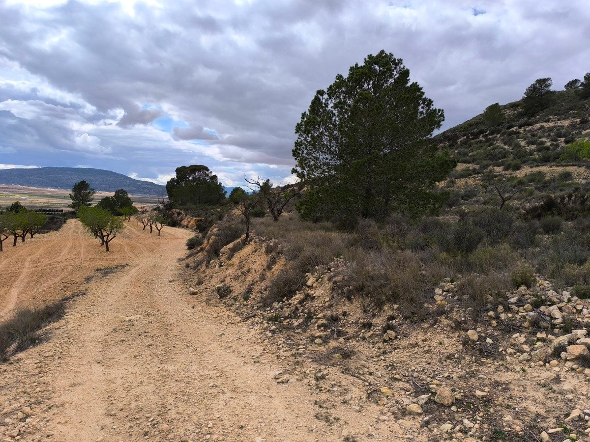 Land in Pinoso