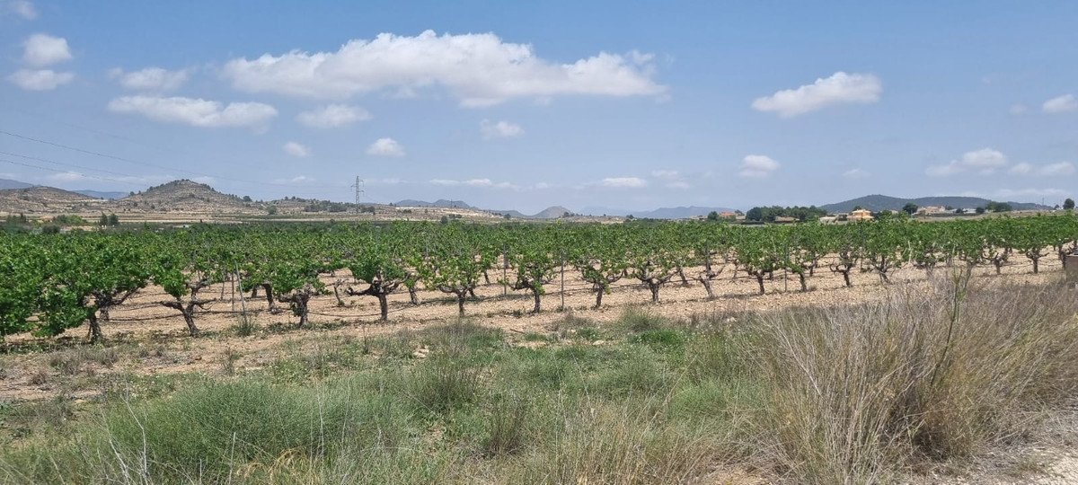 Land in Pinoso