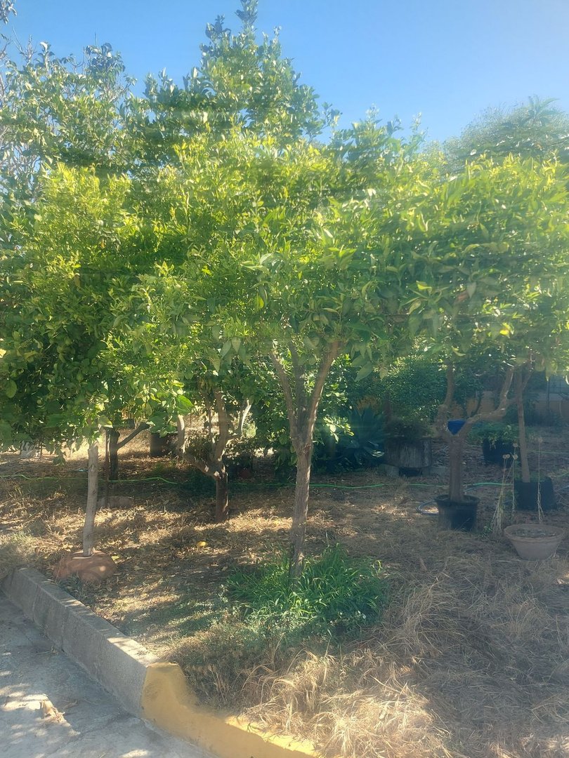 3 Bed Finca - Cortijo in San Enrique