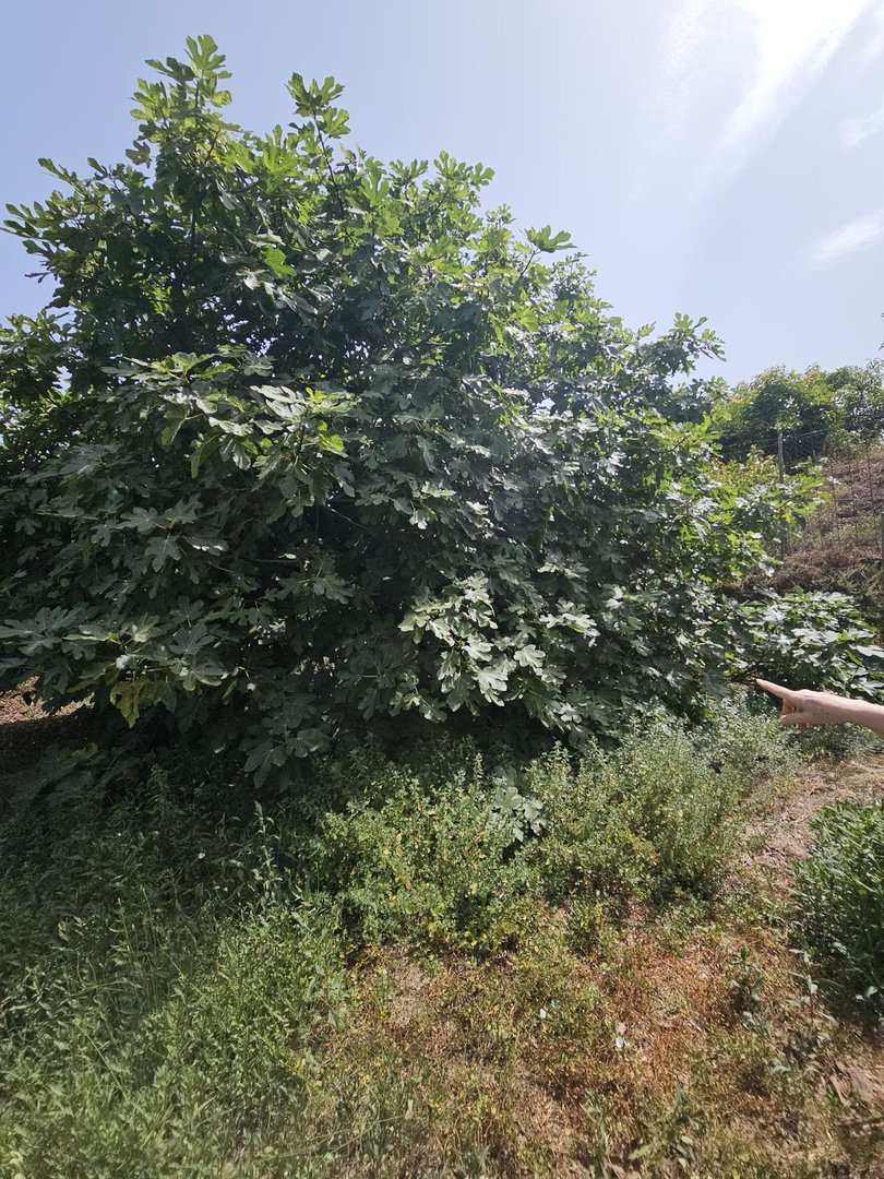 Residential Plot in Nerja