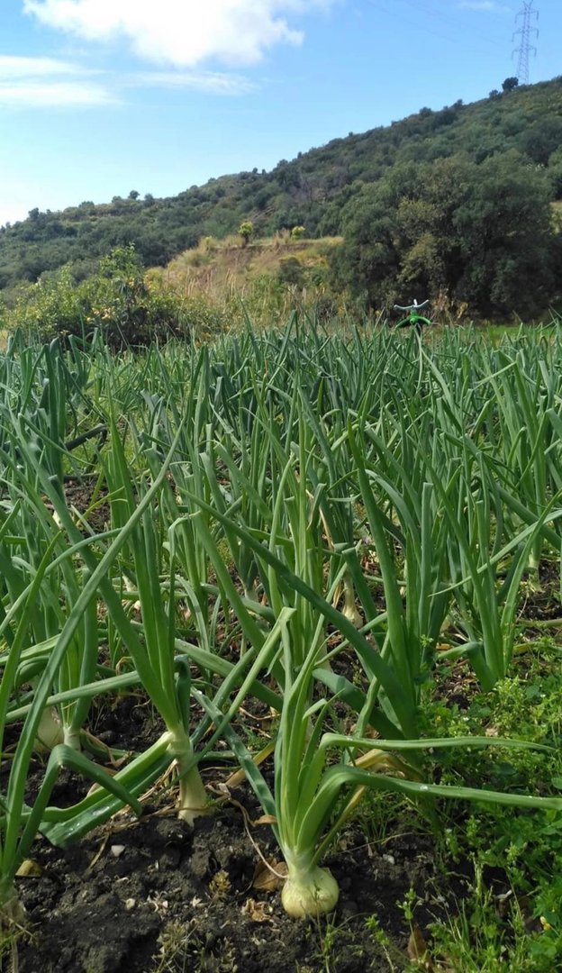 3 Bed Farm in Estepona
