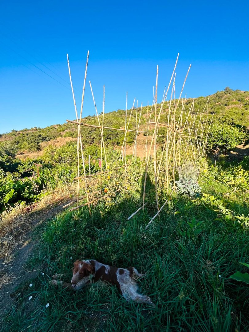 3 Bed Farm in Estepona