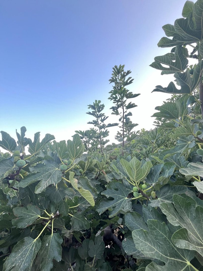 3 Bed Farm in Estepona