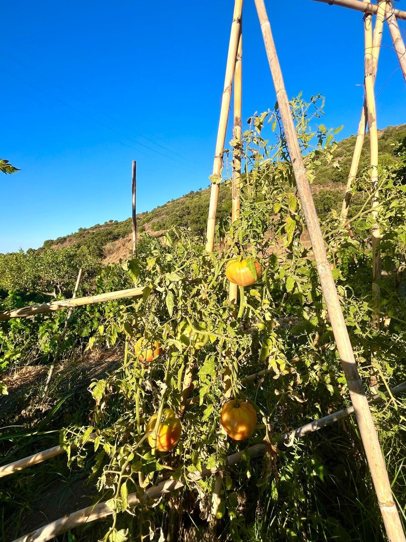 3 Bed Farm in Estepona