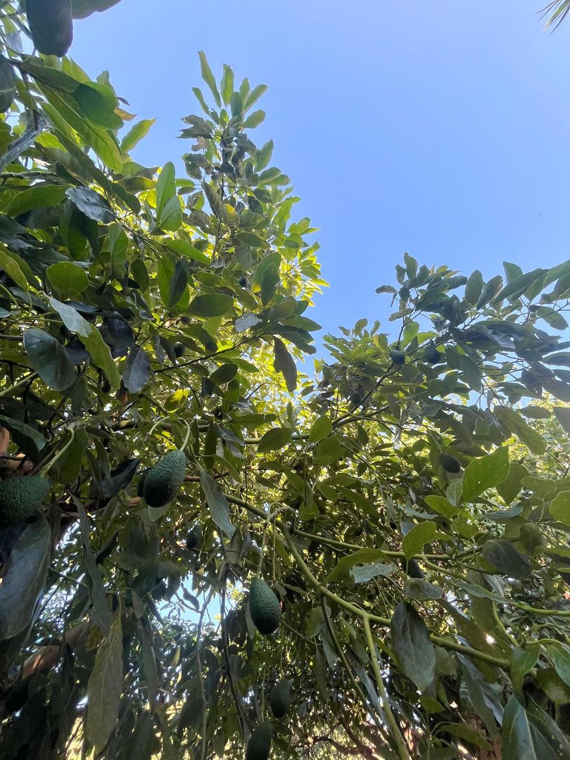3 Bed Farm in Estepona