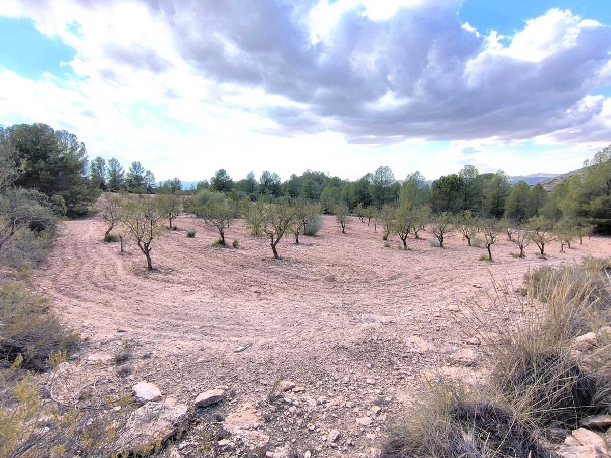 Land in Yecla