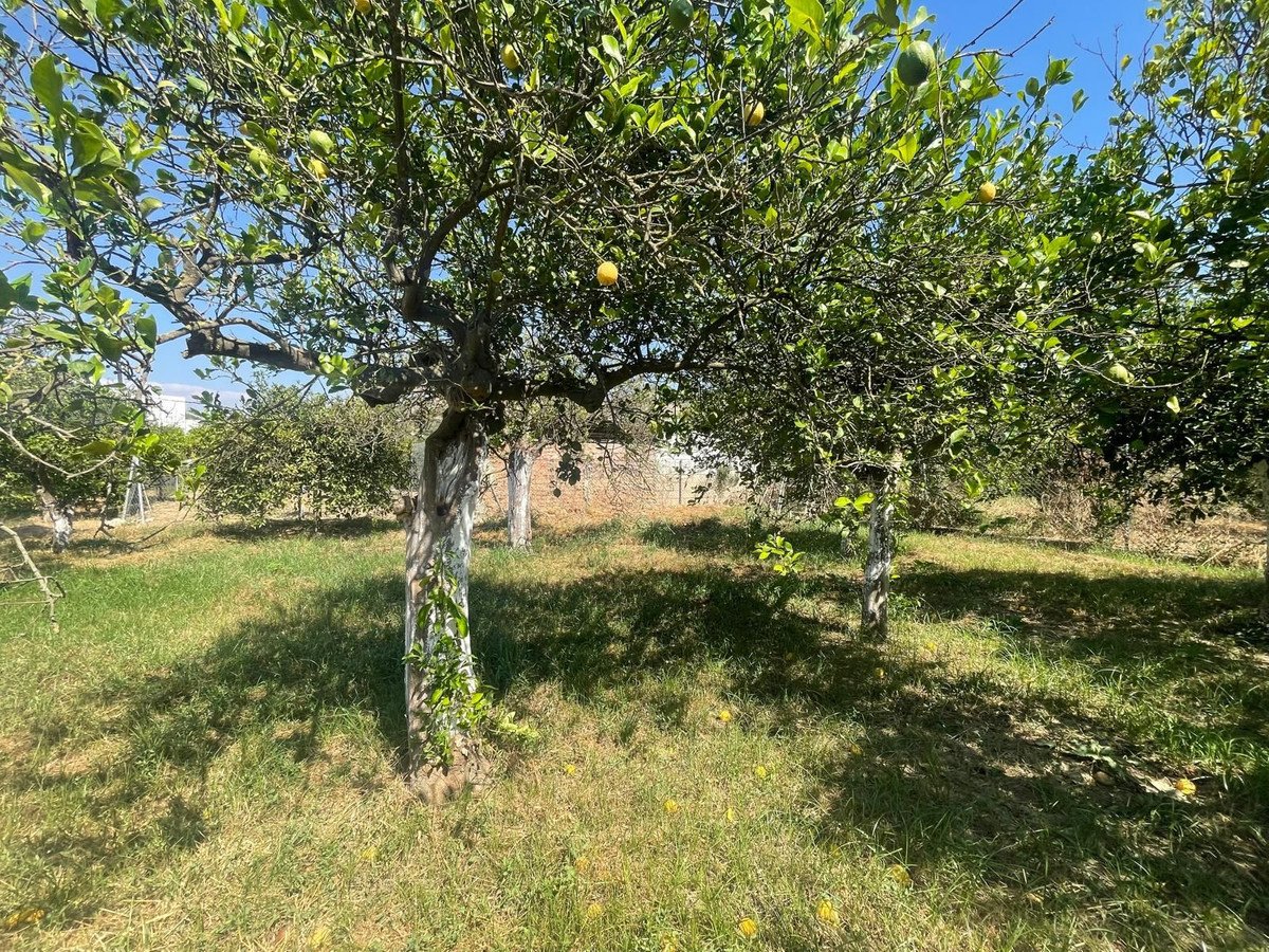 3 Bed Semi-Detached House in Pizarra