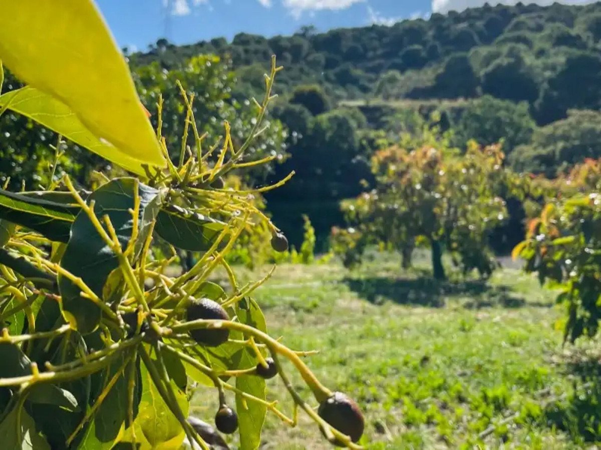 3 Bed Finca - Cortijo in Estepona