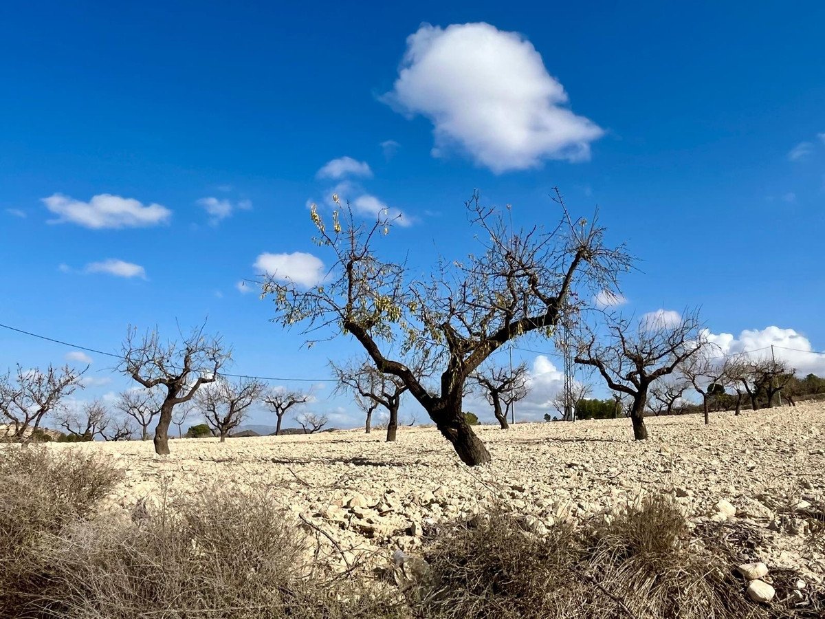 Land in Bullas