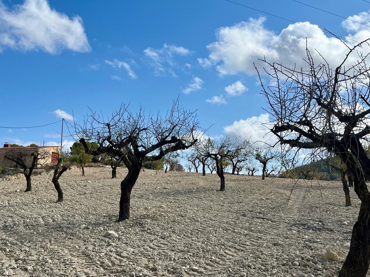 Land in Bullas