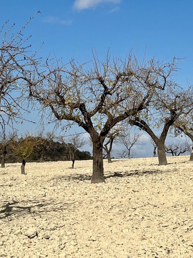 Land in Bullas