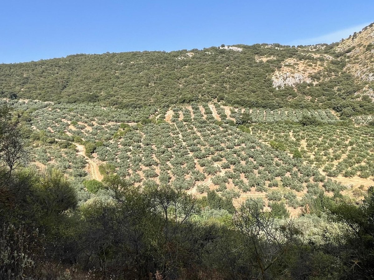 3 Bed Finca - Cortijo in Alfarnate