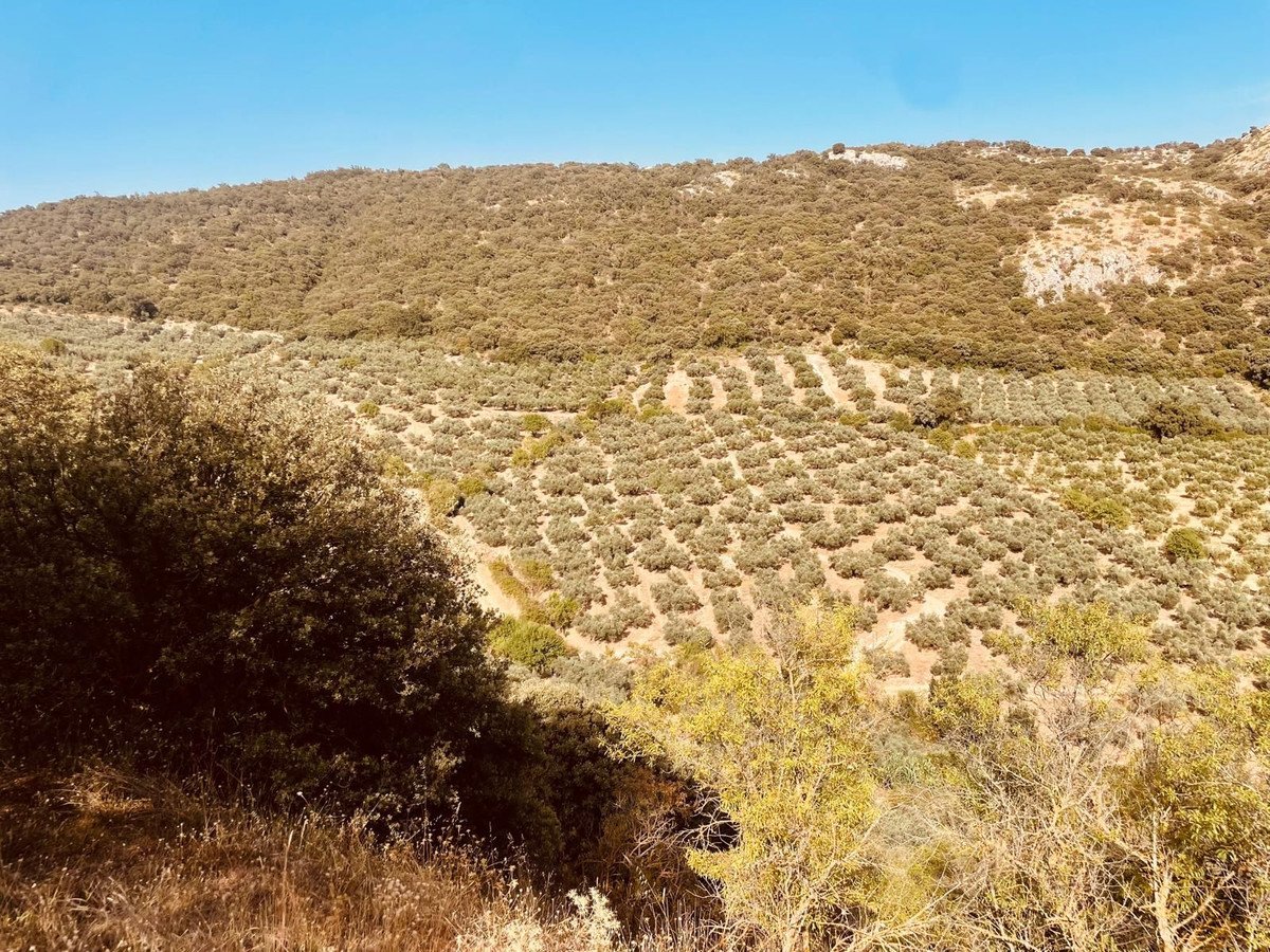 3 Bed Finca - Cortijo in Alfarnate