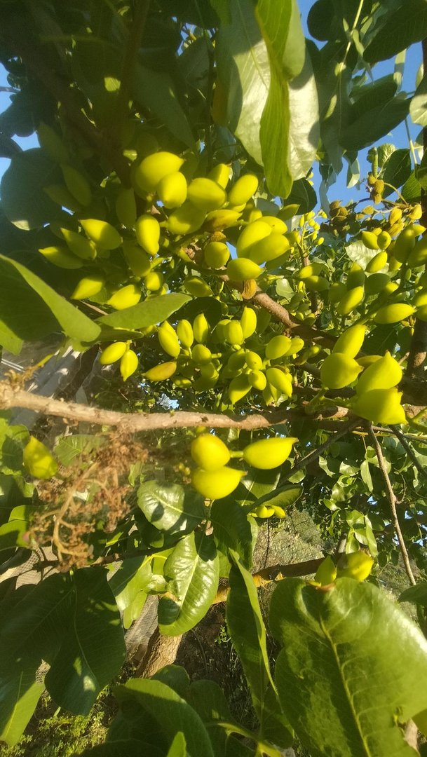 3 Bed Finca - Cortijo in Monda