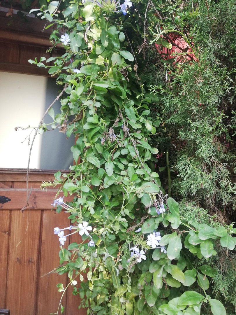 3 Bed Finca - Cortijo in Monda
