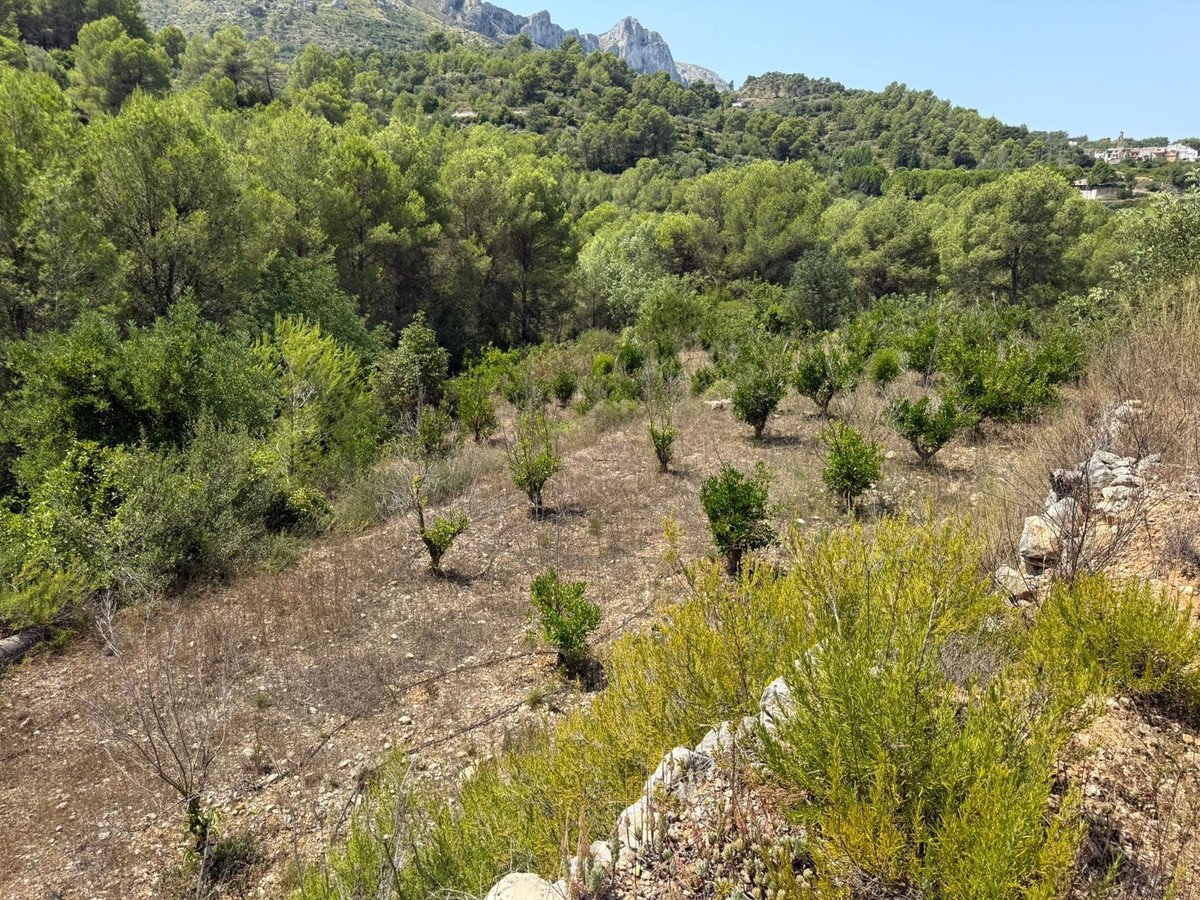 Land in Beniali