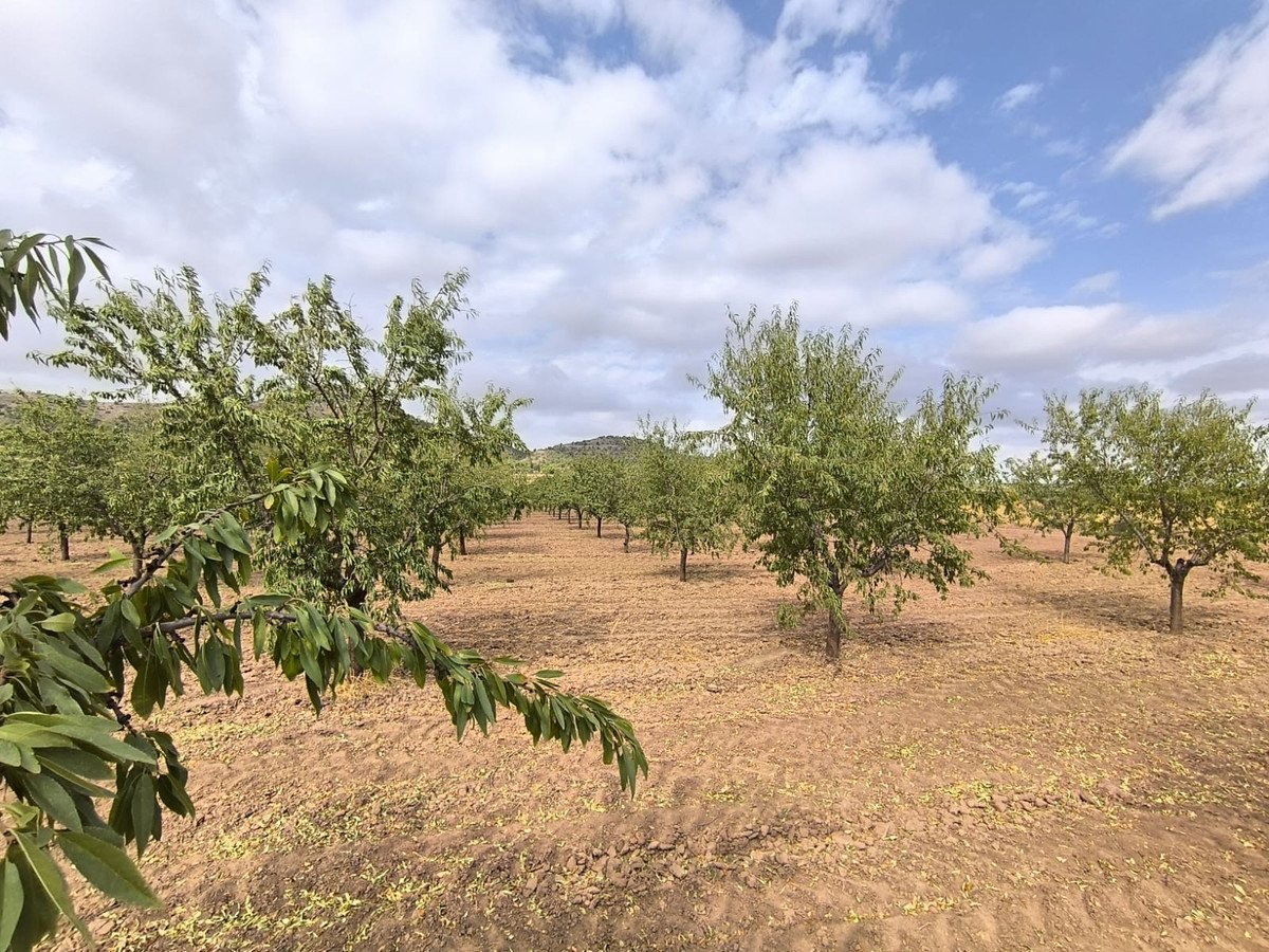 Land in Yecla