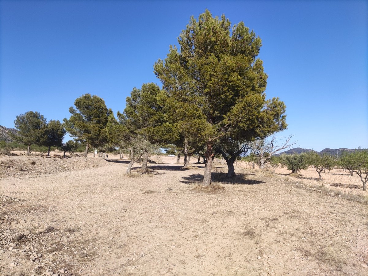 Land in Pinoso