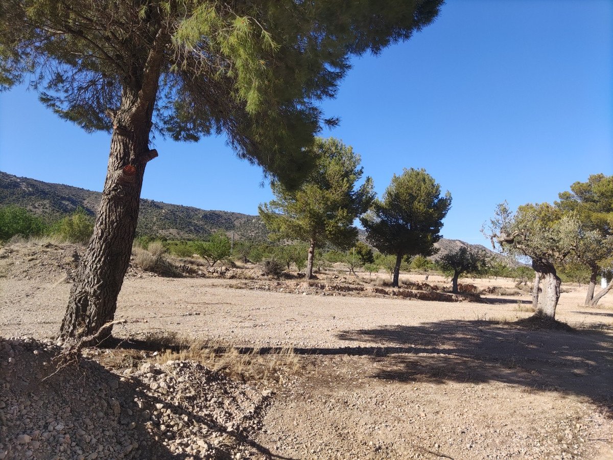 Land in Pinoso