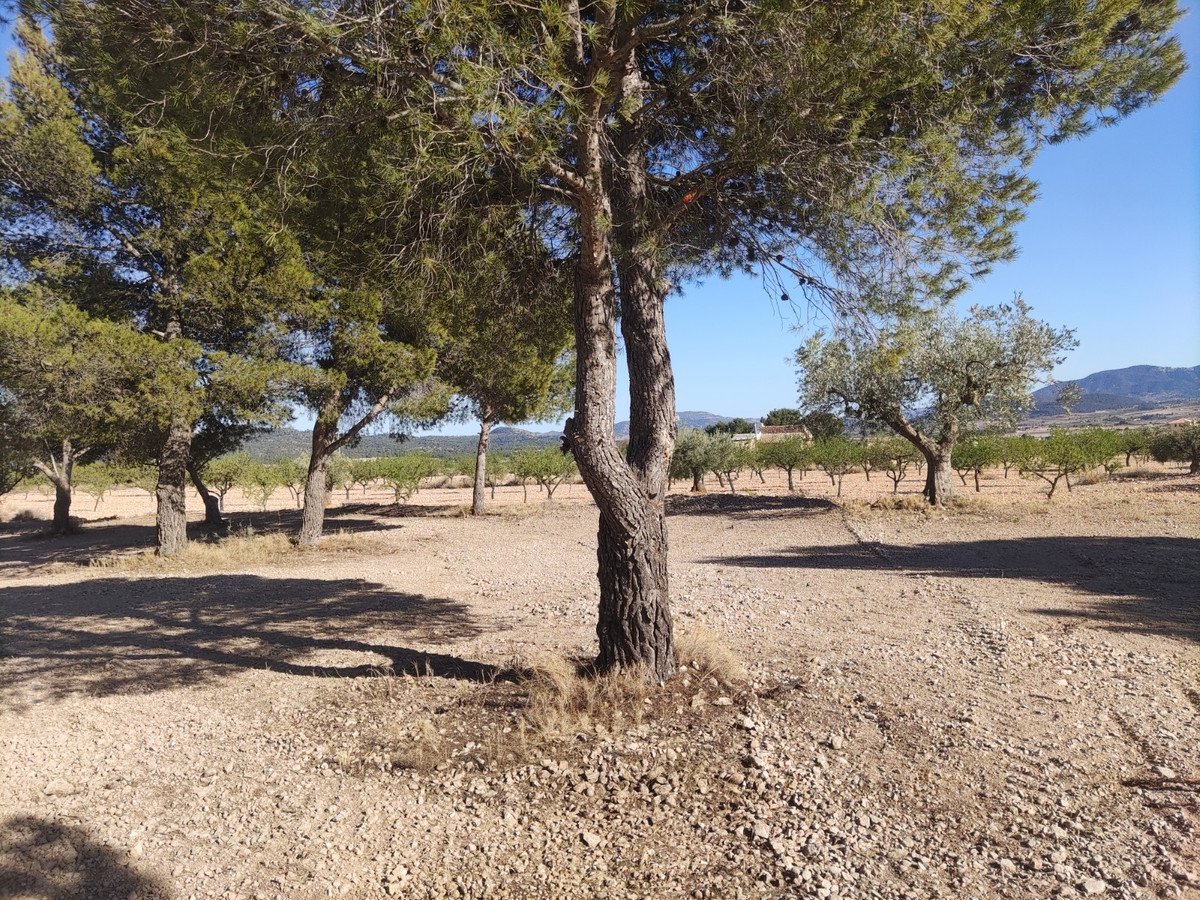 Land in Pinoso