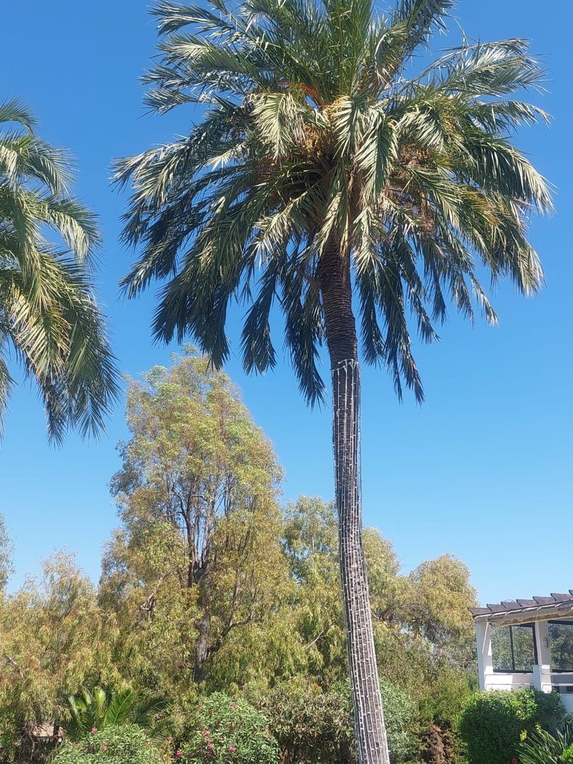 3 Bed Townhouse in El Paraiso