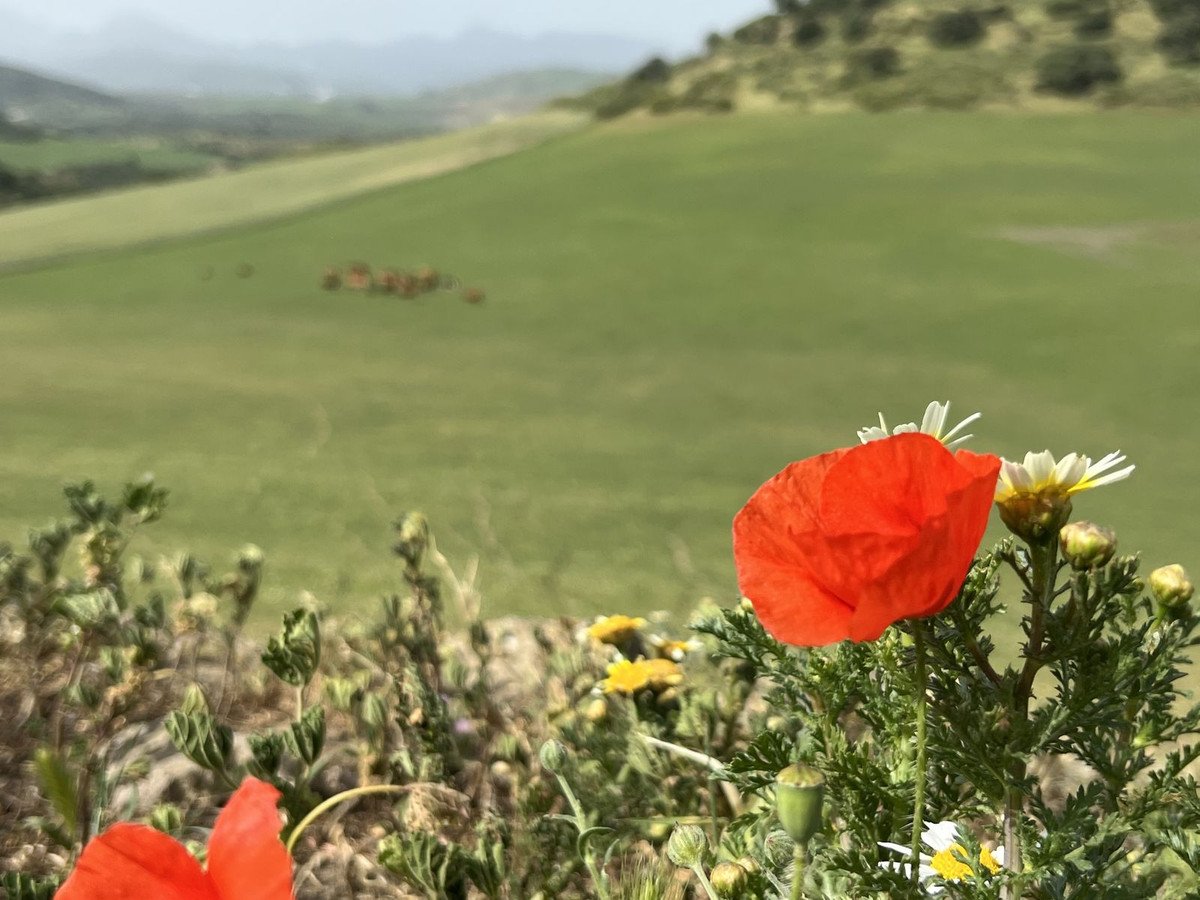Land in Olvera
