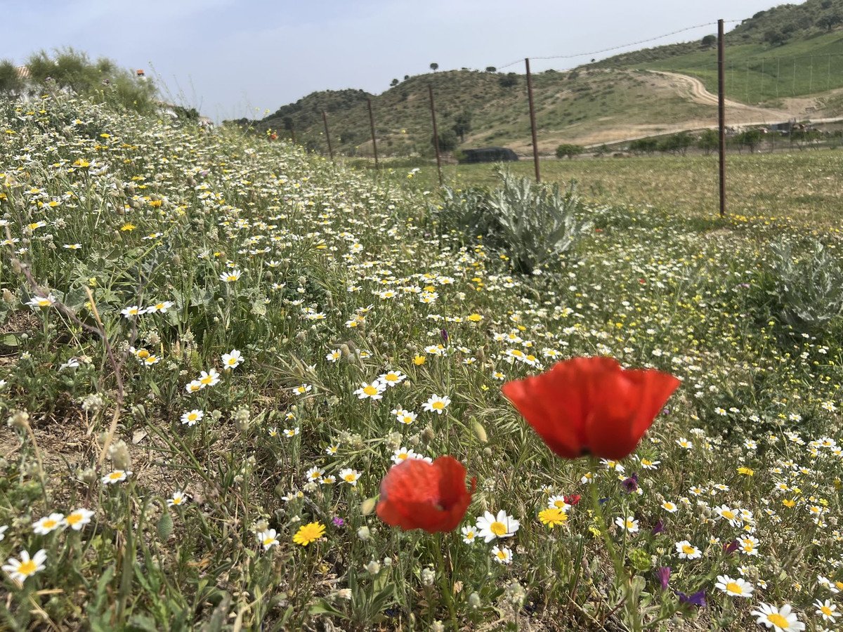 Land in Olvera