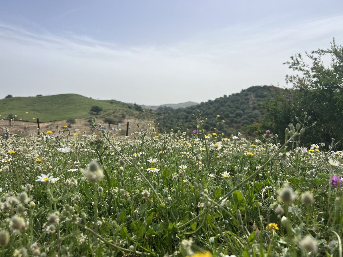 Land in Olvera