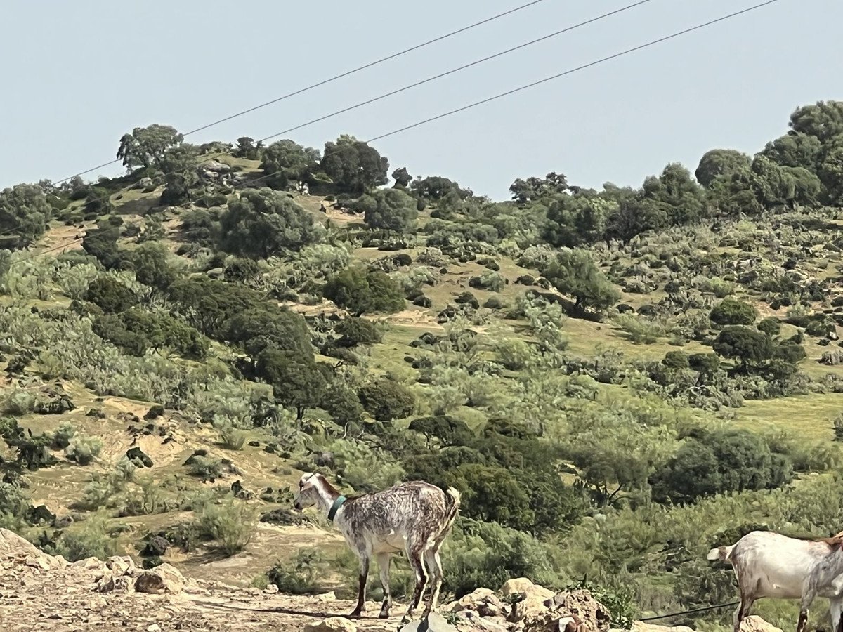 Land in Olvera