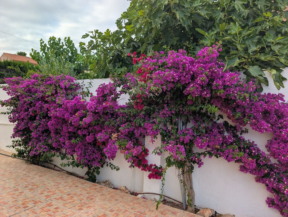 5 Bed Detached Villa in San Vicente del Raspeig