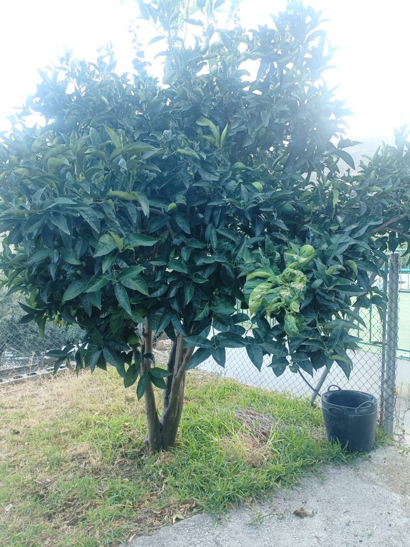 4 Bed Finca - Cortijo in Ojén