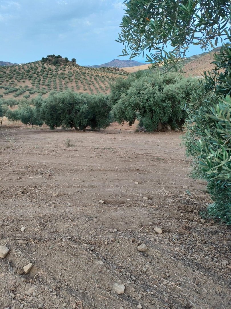 Residential Plot in Colmenar