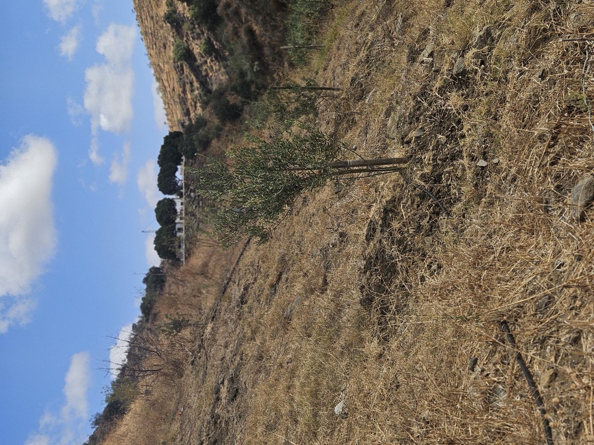 Land in Casarabonela