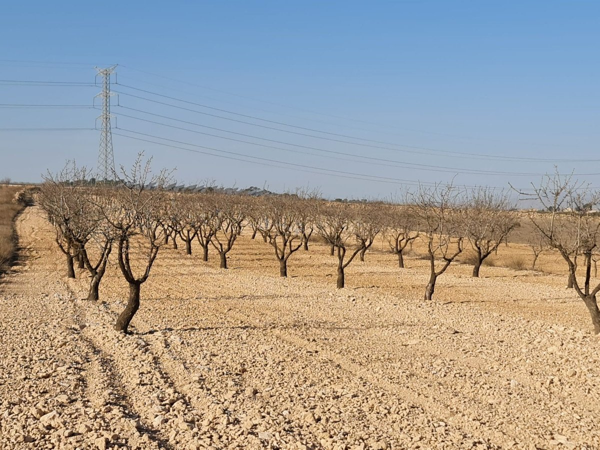 Land in Jumilla