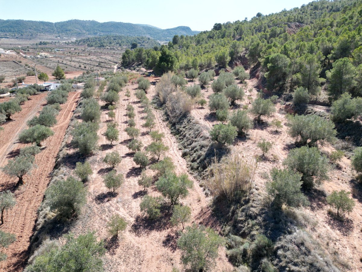 Land in Pinoso
