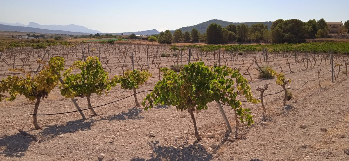 Land in Pinoso