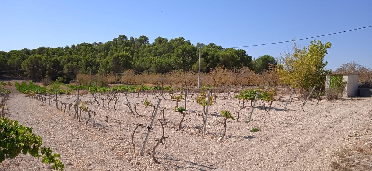 Land in Pinoso