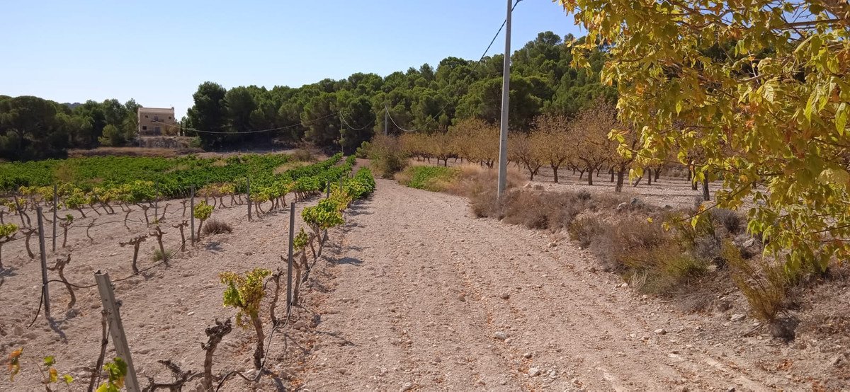 Land in Pinoso