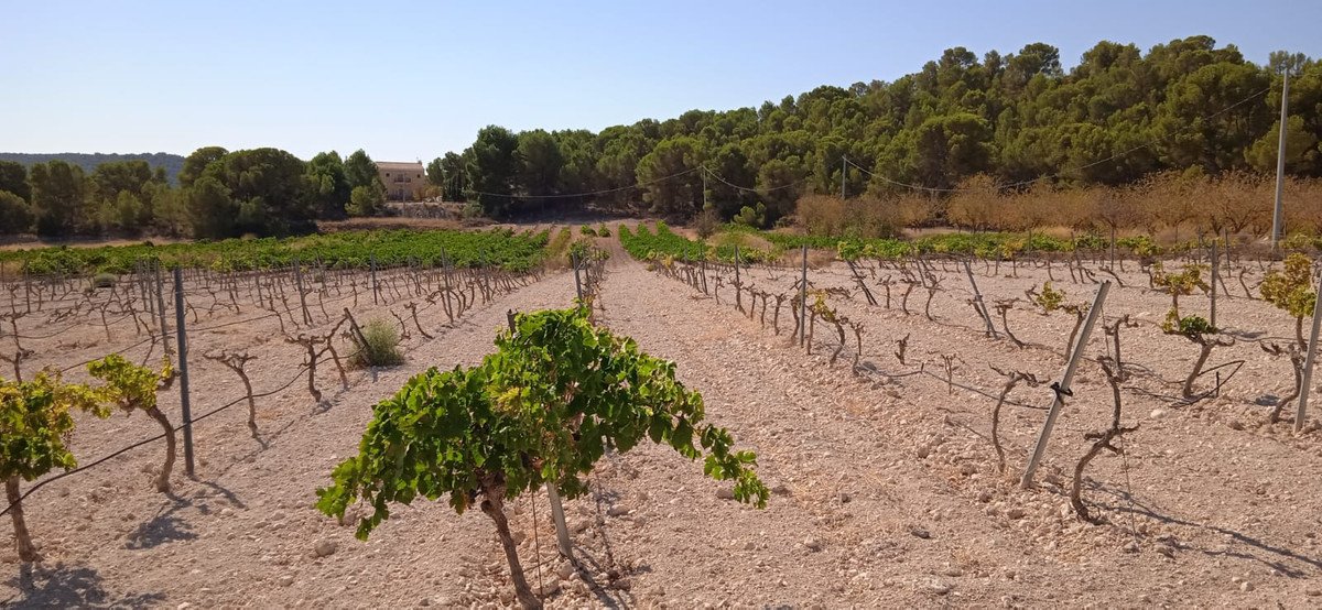Land in Pinoso