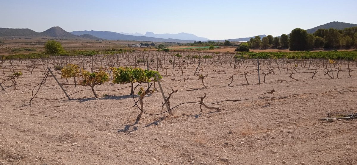 Land in Pinoso