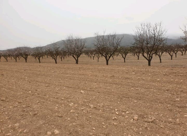 Land in Pinoso