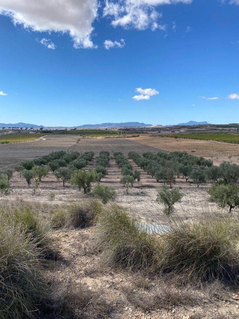 Land in Pinoso