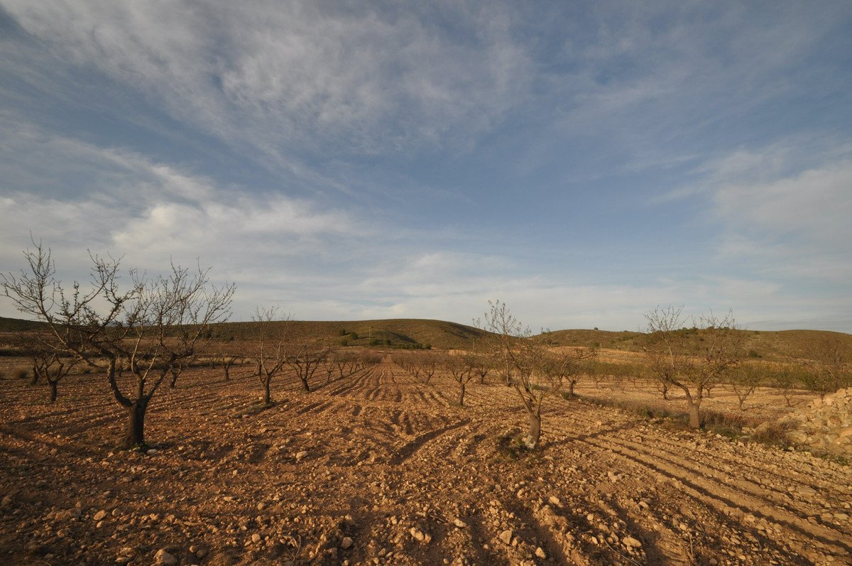 Land in Abanilla