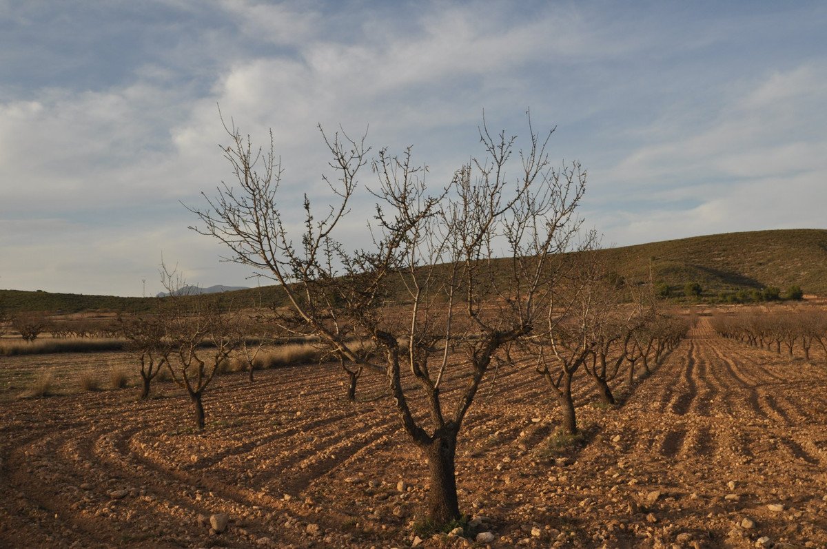 Land in Abanilla