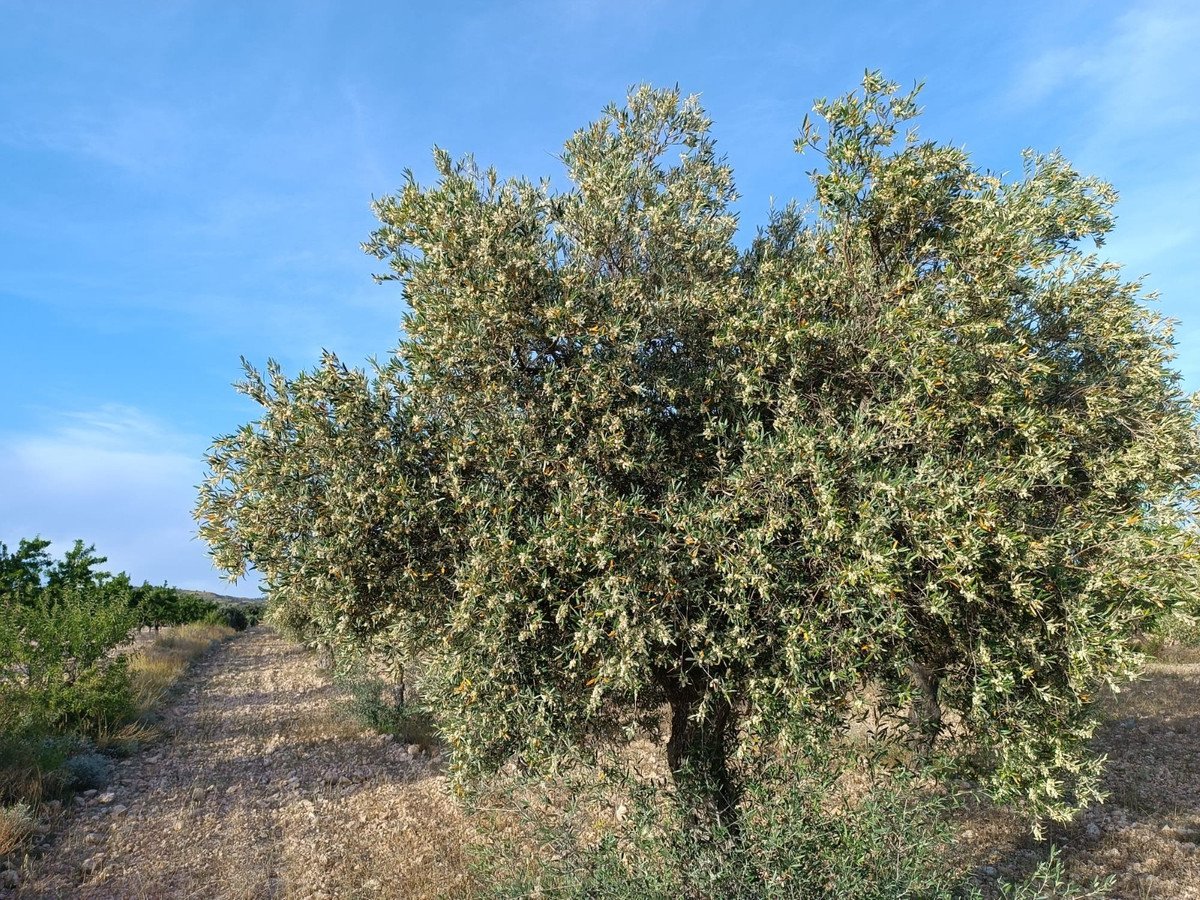 2 Bed Finca - Cortijo in Yecla