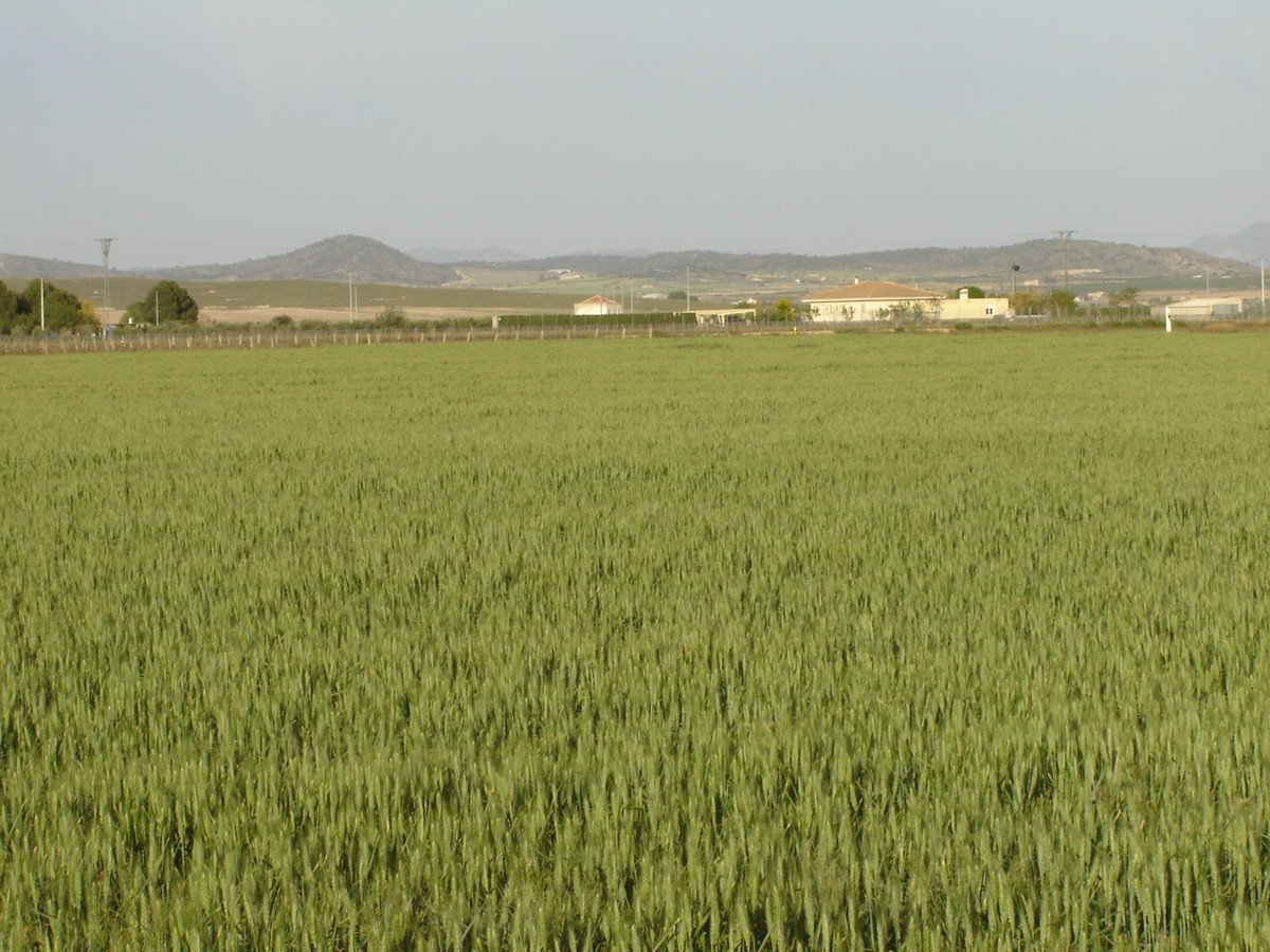 Land in Yecla