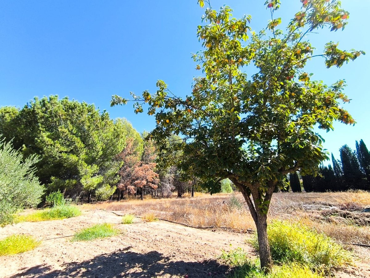 6 Bed Detached Villa in Yecla
