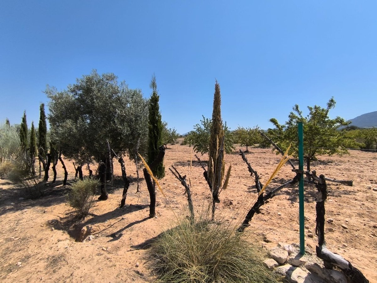 6 Bed Finca - Cortijo in Villena