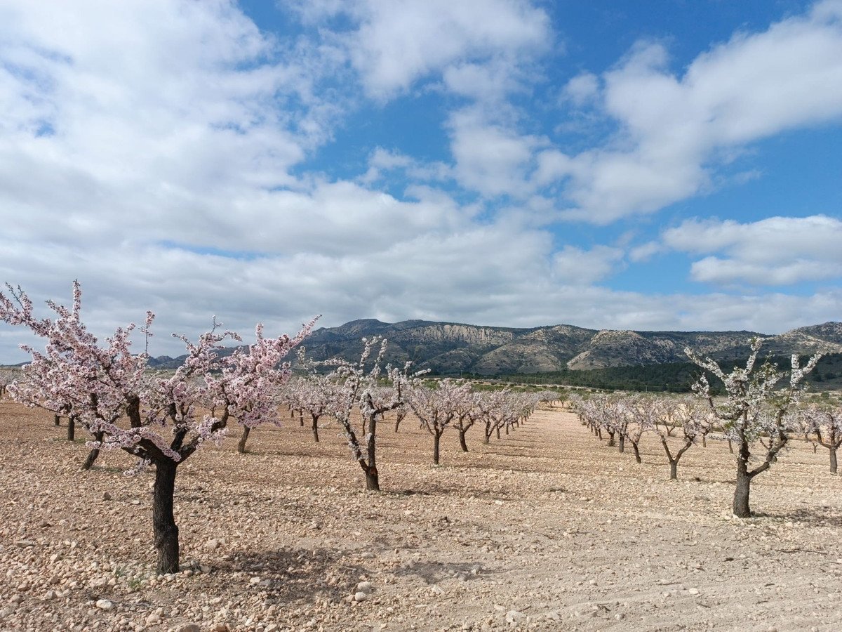 Land in Jumilla