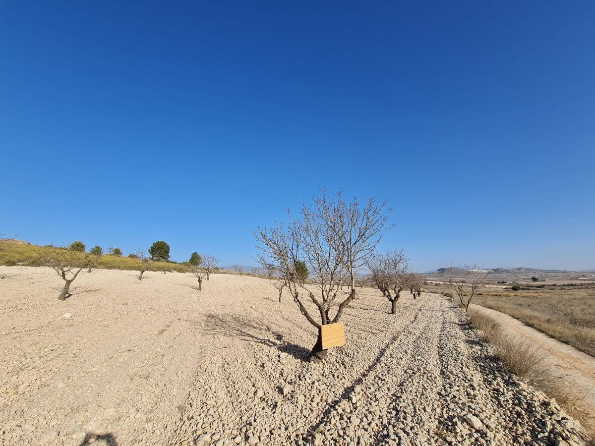 Land in Jumilla